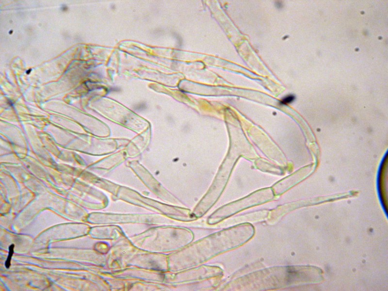Tubaria sp. da determinare (cfr. Tubaria hiemalis)